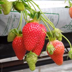 Strawberry plant 'Mariguette' cov MA 99